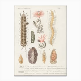 Different Types Of Marine Life, Charles Dessalines D' Orbigny 1 Canvas Print