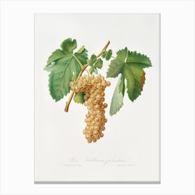 Trebbiano Grapes (Vitis Vinifera Trebulana Florentina) From Pomona Italiana (1817 1839), Giorgio Gallesio Canvas Print