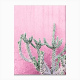 Cactus At La Muralla Canvas Print