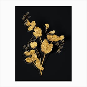 Vintage White Pea Flower Botanical in Gold on Black n.0180 Canvas Print