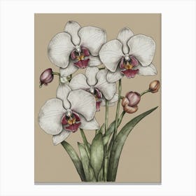 Orchids 2 Canvas Print