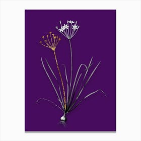 Vintage Allium Straitum Black and White Gold Leaf Floral Art on Deep Violet n.0072 Canvas Print