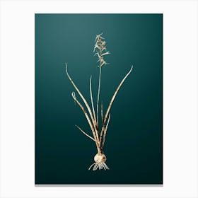 Gold Botanical Hyacinthus Viridis on Dark Teal n.3456 Canvas Print