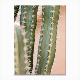 Cacti On Coral Canvas Print