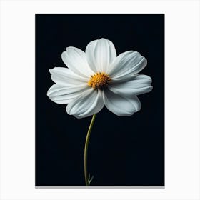 White Daisy 8 Canvas Print