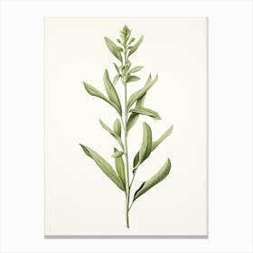 Tarragon Vintage Botanical Herbs 2 Canvas Print