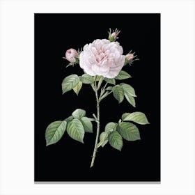 Vintage Rosa Alba Botanical Illustration on Solid Black n.0311 Canvas Print