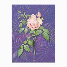 Vintage Fragrant Rosebush Botanical Illustration on Veri Peri n.0137 Canvas Print