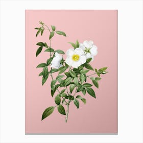Vintage White Rose of Snow Botanical on Soft Pink n.0617 Canvas Print
