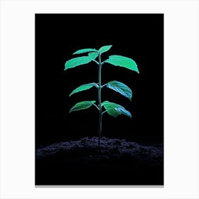 Small Green Plant On Black Background 24 Canvas Print