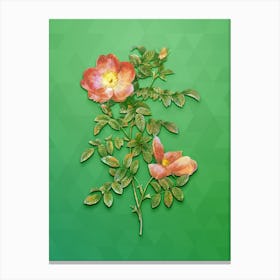 Vintage Red Sweetbriar Rose Botanical Art on Classic Green n.1296 Canvas Print