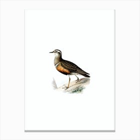 Vintage Eurasian Dotterel Bird Illustration on Pure White n.0226 Canvas Print