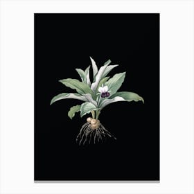 Vintage Kaempferia Angustifolia Botanical Illustration on Solid Black n.0158 Canvas Print