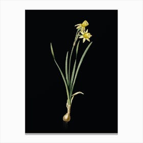 Vintage Narcissus Calathinus Botanical Illustration on Solid Black n.0551 Canvas Print