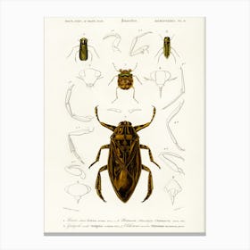 Different Types Of Insects , Charles Dessalines D'Orbigny 1 Canvas Print