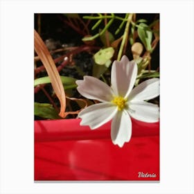 White Cosmos Canvas Print