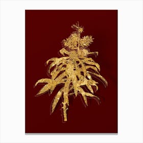 Vintage Pleomele Botanical in Gold on Red n.0204 Canvas Print