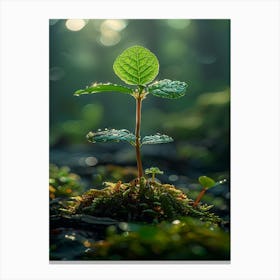 Moss And Leaf Canvas Print