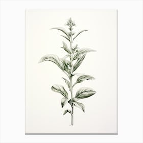 Stevia Vintage Botanical Herbs 2 Canvas Print