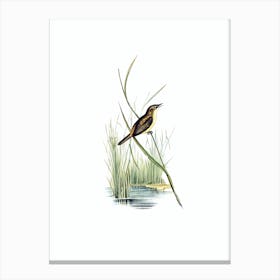 Vintage Reed Warbler Bird Illustration on Pure White n.0249 Canvas Print