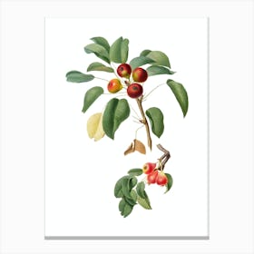Vintage Musky Pear Botanical Illustration on Pure White n.0575 Canvas Print