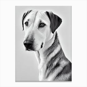 Labrador B&W Pencil dog Canvas Print