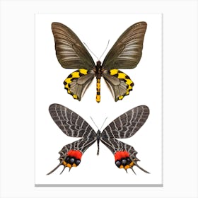 Two Black, Red, And Yellow Butterflies Canvas Print