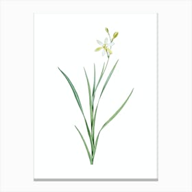 Vintage Ixia Anemonae Flora Botanical Illustration on Pure White n.0696 Canvas Print