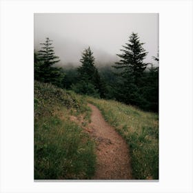 Forest Trail IV Canvas Print