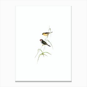 Vintage Red Tailed Finch Bird Illustration on Pure White n.0329 Canvas Print