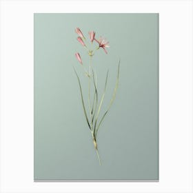 Vintage Amaryllis Montana Botanical Art on Mint Green n.0244 Canvas Print