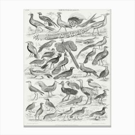 Ornithology, Oliver Goldsmith 1 Canvas Print