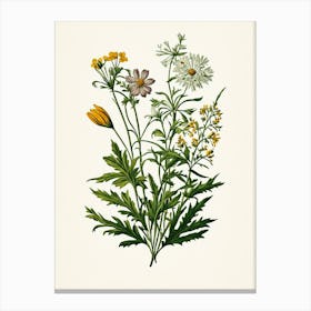 Vintage Botanical Galleria Style Wildflower Painting 13 Canvas Print