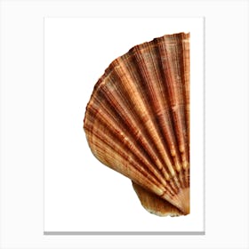 Colored seashells. Seashells. Summer. 12 Canvas Print