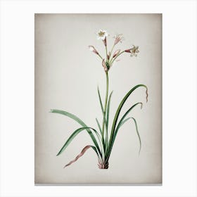 Vintage Crytanthus Vittatus Botanical on Parchment n.0948 Canvas Print