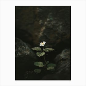 Single Flower 37 Canvas Print