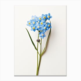 Pressed Wildflower Botanical Art Forget Me Not 2 Canvas Print