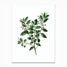 Vintage Evergreen Oak Botanical Illustration on Pure White n.0017 Canvas Print