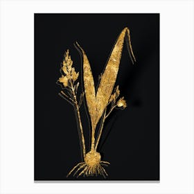 Vintage Pine Pink Botanical in Gold on Black n.0080 Canvas Print