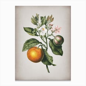 Vintage Bitter Orange Botanical on Parchment n.0743 Canvas Print
