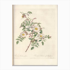 Rose Illustration, Pierre Joseph Redoute (92) Canvas Print