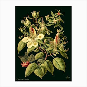 Honeysuckle 3 Floral Botanical Vintage Poster Flower Canvas Print