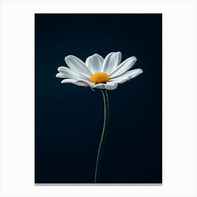 Daisy On Black Background Canvas Print