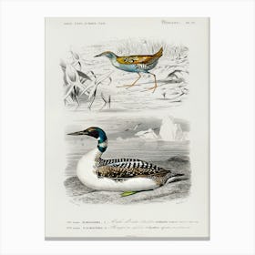 Different Types Of Birds, Charles Dessalines D'Orbigny  Canvas Print