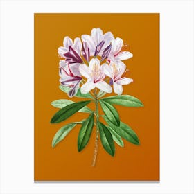 Vintage Common Rhododendron Botanical on Sunset Orange n.0453 Canvas Print
