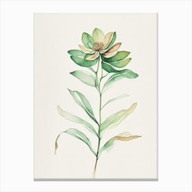 Zinnia Leaf Minimalist Watercolour 2 Canvas Print