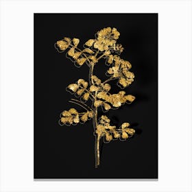 Vintage Scorpion Vetch Plant Botanical in Gold on Black n.0586 Canvas Print