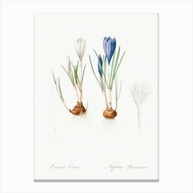 Spring Crocus, Pierre Joseph Redoute Canvas Print