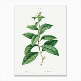 Sweet Osmanthus, Pierre Joseph Redoute Canvas Print