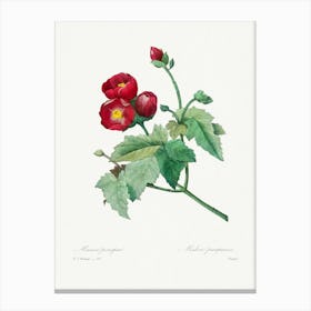 Purple Mallow, Pierre Joseph Redouté Canvas Print